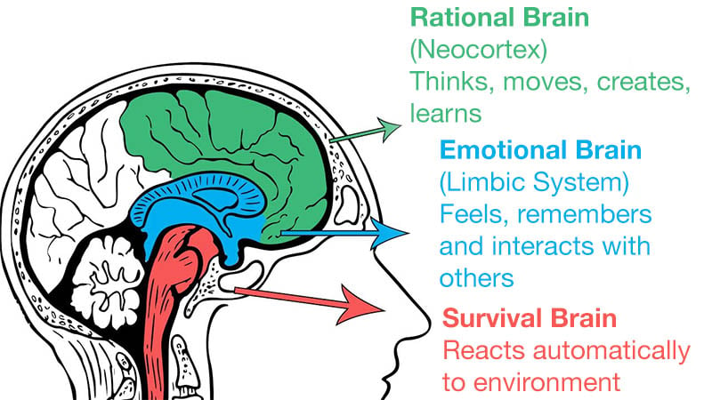 Triune Brain Model