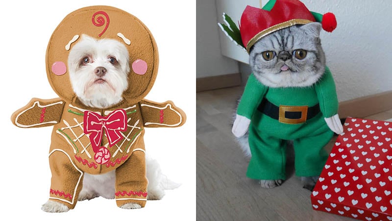 bad-pet-costumes